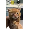 gatto - Matr. 2021/1798 - Microchip 