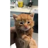 Foto dell\'animale gatto - Matr. 2021/1798 - Microchip 