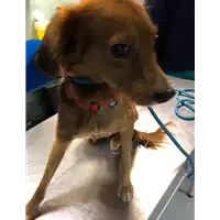 Foto dell\'animale cane - Matr. 2021/1802 - Microchip 380260044445934