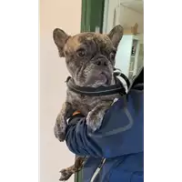 Foto dell\'animale cane - Matr. 2021/1805 - Microchip 380260101274700