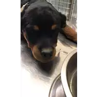Foto dell\'animale cane - Matr. 2021/1807 - Microchip 380260044445521