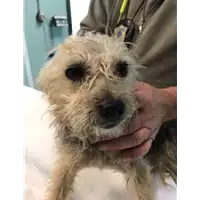 Foto dell\'animale cane - Matr. 2021/1806 - Microchip 380260044446408