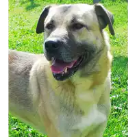 Foto dell\'animale cane - Matr. 2010/0970 - Microchip 380260000135419