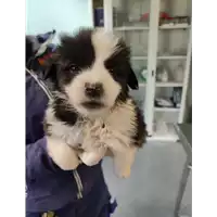 Foto dell\'animale cane - Matr. 2021/1818 - Microchip 380260044446469