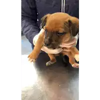 Foto dell\'animale cane - Matr. 2021/1819 - Microchip 380260044446475