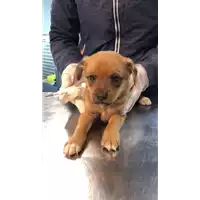 Foto dell\'animale cane - Matr. 2021/1820 - Microchip 380260044445969