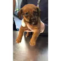 Foto dell\'animale cane - Matr. 2021/1821 - Microchip 380260044446895