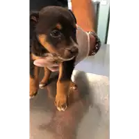 Foto dell\'animale cane - Matr. 2021/1822 - Microchip 380260044446237