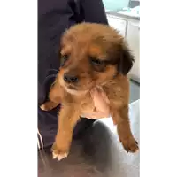 Foto dell\'animale cane - Matr. 2021/1823 - Microchip 380260044446707