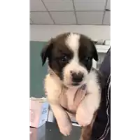 Foto dell\'animale cane - Matr. 2021/1824 - Microchip 380260044446041