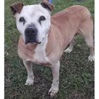 Foto dell\'animale cane - Matr. 2010/1001 - Microchip 380260000090925