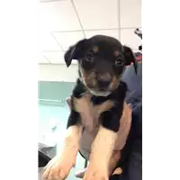 Foto dell\'animale cane - Matr. 2021/1825 - Microchip 380260044446677