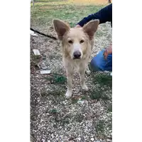 Foto dell\'animale cane - Matr. 2021/1827 - Microchip 380260044446110