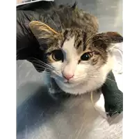 Foto dell\'animale gatto - Matr. 2021/1843 - Microchip 380260044579785