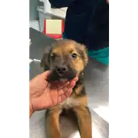 Foto dell\'animale cane - Matr. 2021/1830 - Microchip 380260044446435