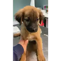 Foto dell\'animale cane - Matr. 2021/1831 - Microchip 380260044446649
