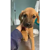 Foto dell\'animale cane - Matr. 2021/1833 - Microchip 380260044446347