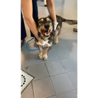 Foto dell\'animale cane - Matr. 2021/1721 - Microchip 380260044437384