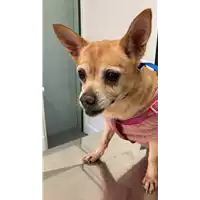 Foto dell\'animale cane - Matr. 2021/1848 - Microchip 380260040149454