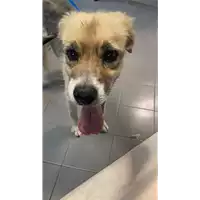 Foto dell\'animale cane - Matr. 2021/1851 - Microchip 380260044440859