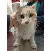 Foto dell\'animale gatto - Matr. 2021/1850 - Microchip 380260044579622