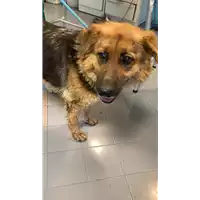 Foto dell\'animale cane - Matr. 2021/1853 - Microchip 380260044580101