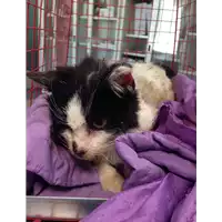 Foto dell\'animale gatto - Matr. 2017/0811 - Microchip 380260043134838