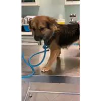 Foto dell\'animale cane - Matr. 2021/1855 - Microchip 380260044580088