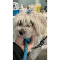 Foto dell\'animale cane - Matr. 2021/1854 - Microchip 380260004902618