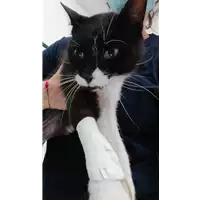 Foto dell\'animale gatto - Matr. 2021/1209 - Microchip 380260044440103