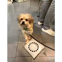 Foto dell\'animale cane - Matr. 2021/1858 - Microchip 642099000691215