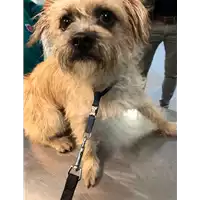 Foto dell\'animale cane - Matr. 2021/1857 - Microchip 380260044579508