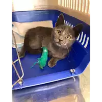 Foto dell\'animale gatto - Matr. 2021/1861 - Microchip 380260044446227