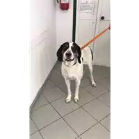 Foto dell\'animale cane - Matr. 2021/1863 - Microchip 380260044607928