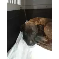 Foto dell\'animale cane - Matr. 2021/1866 - Microchip 380260044607325