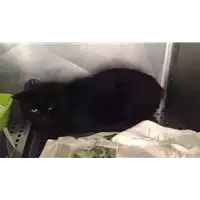 Foto dell\'animale gatto - Matr. 2017/0813 - Microchip 