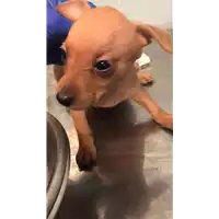 Foto dell\'animale cane - Matr. 2021/1875 - Microchip 380260044446364