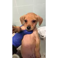 Foto dell\'animale cane - Matr. 2021/1876 - Microchip 380260044446857