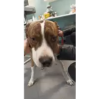 Foto dell\'animale cane - Matr. 2021/1878 - Microchip 380260160066701