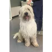 Foto dell\'animale cane - Matr. 2021/1879 - Microchip 380260140128443