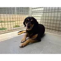 Foto dell\'animale cane - Matr. 2017/0826 - Microchip 380260100506227