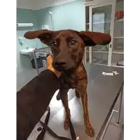 Foto dell\'animale cane - Matr. 2021/0475 - Microchip 380260044541459