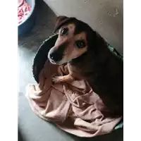 Foto dell\'animale cane - Matr. 2021/1883 - Microchip 380260044542632