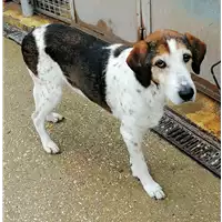 Foto dell\'animale cane - Matr. 2021/1884 - Microchip 380260044579868
