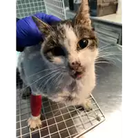 gatto - Matr. 2021/1887 - Microchip 380260044607722