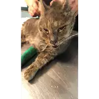 gatto - Matr. 2021/1889 - Microchip 380260044607719