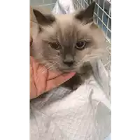 Foto dell\'animale gatto - Matr. 2021/1893 - Microchip 380260044446610