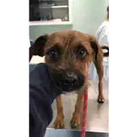 Foto dell\'animale cane - Matr. 2021/1894 - Microchip 380260044542718