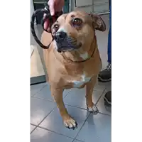 Foto dell\'animale cane - Matr. 2021/1042 - Microchip 380260002261295