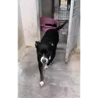 Foto dell\'animale cane - Matr. 2021/1902 - Microchip 380260044542612